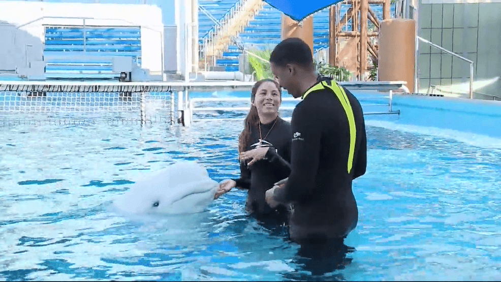 Image for story: Seaworld San Antonio Beluga Interaction Experience