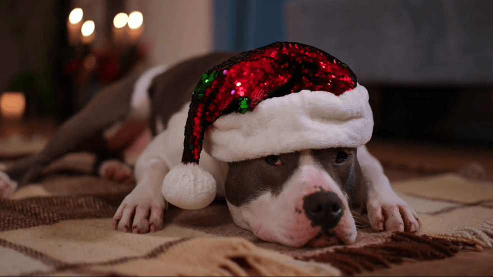 Image for story: Tips to keep your pets safe this holiday season