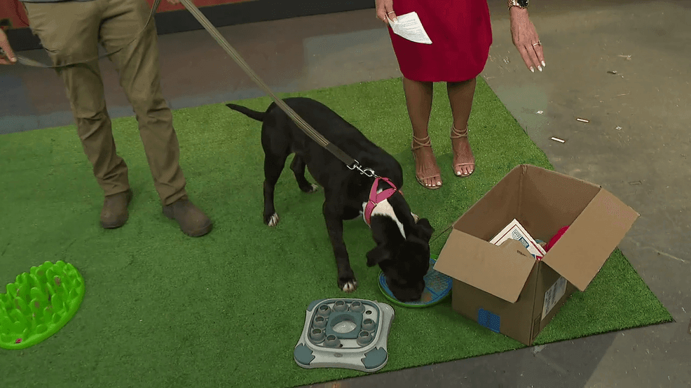 Image for story: Build Your Pet's Habits with These Great Tips