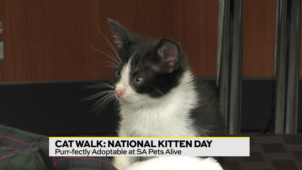 Image for story: Cat Walk for National Kitten Day