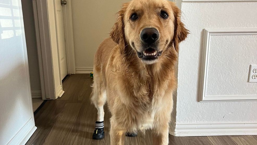 Caiden Dinkins' dog Walter sporting a pair of pet booties before going on his morning walk. (KTXS?Caiden Dinkins)