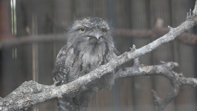 The San Antonio Zoo is going all-out with Valentine's Day this year with multiple events scheduled. (San Antonio Zoo)