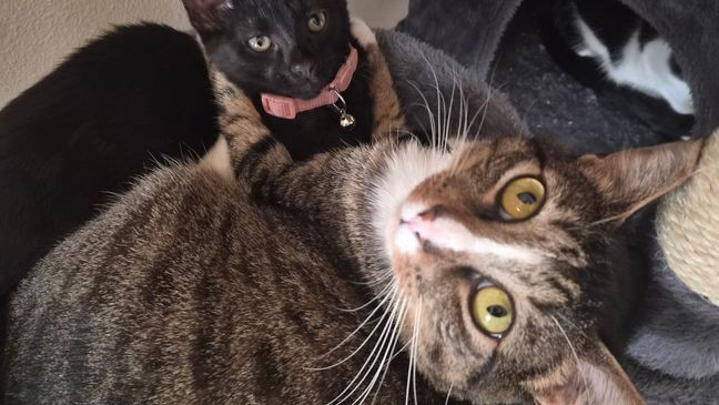 Marian Carraman - Direct Uploader - 28 Oct 2025 20_16 UTC.jpg