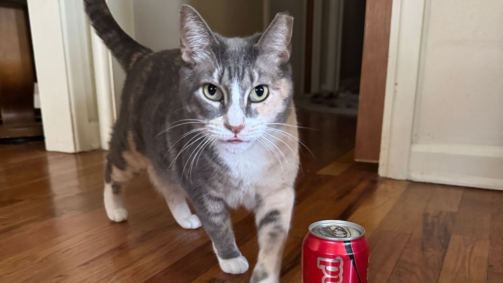 Image for story: SEND PHOTOS & VIDEO | Help us celebrate National Cat Day