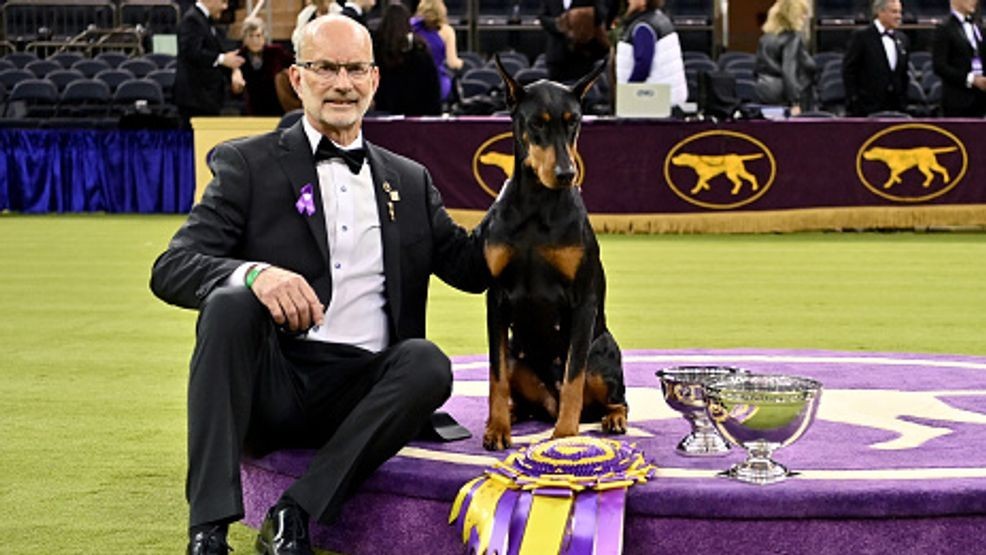 Image for story: Doberman darling Penny snatches best in show at Westminster&rsquo;s blockbuster 150th