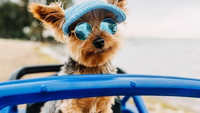 Share your pet photos (Getty Images)