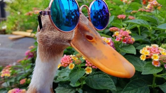 Share your pet photos (Getty Images)