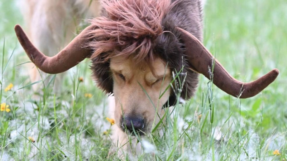 Image for story: Fur-ightful Fun: Halloween costume ideas for your pets