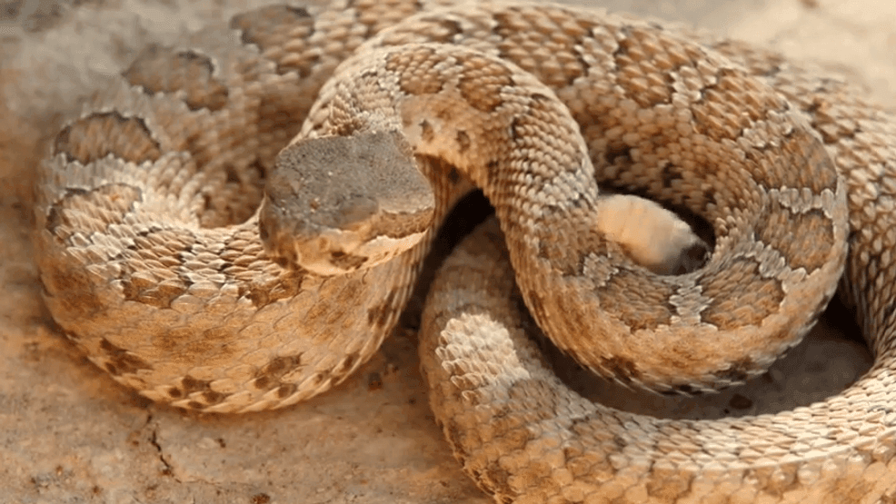 Image for story: It's peak rattlesnake season, keep your pet safe with these expert tips