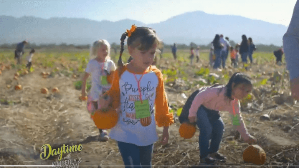 Daytime -Families enjoy La Union Corn Maze and more in New Mexico