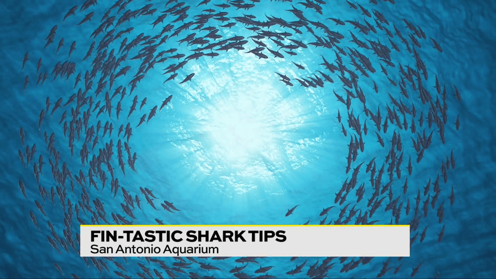 San Antonio Aquarium