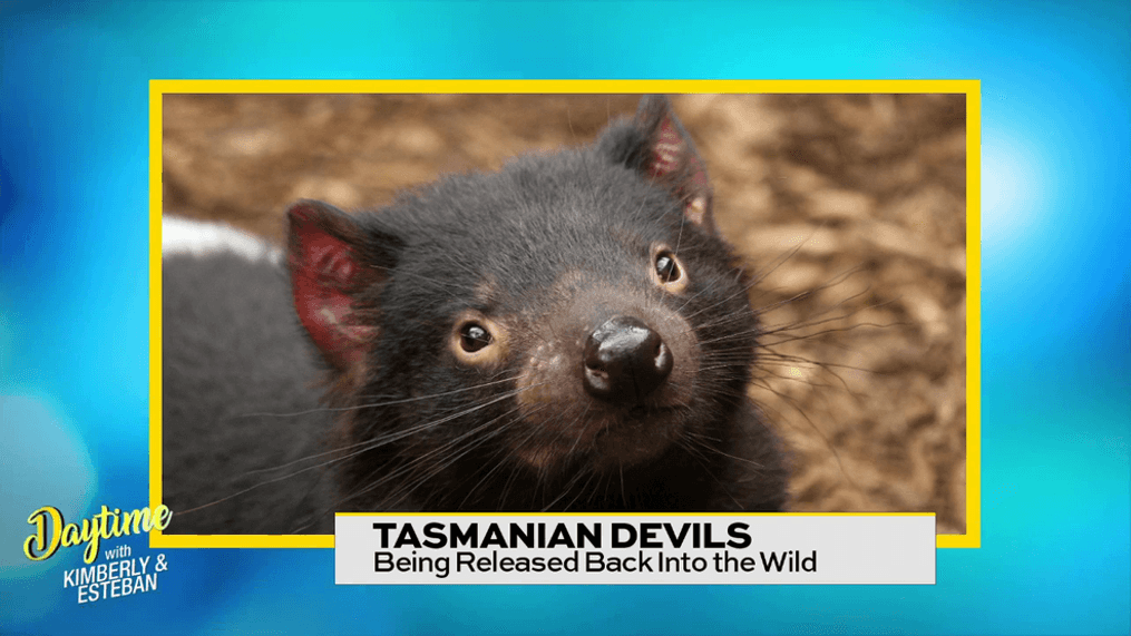 Tasmanian Devils Are Back in the Wild!