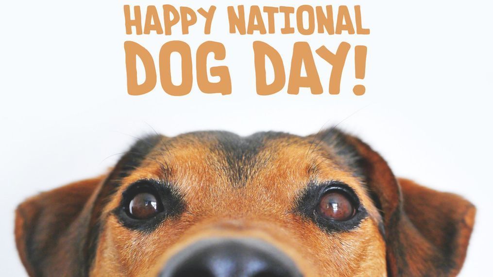 National Dog Day!