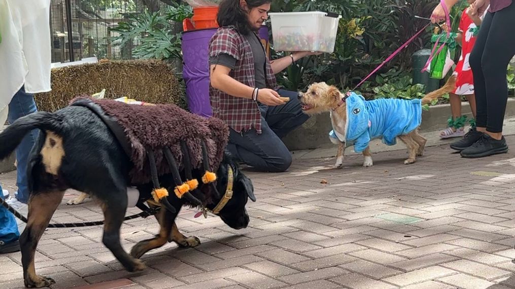 Dog owners were able to enjoy the animal kingdom alongside their dogs and participate in special activities like a dog costume parade and dog trick-or-treating. (SBG Photo/Emilio Sanchez)