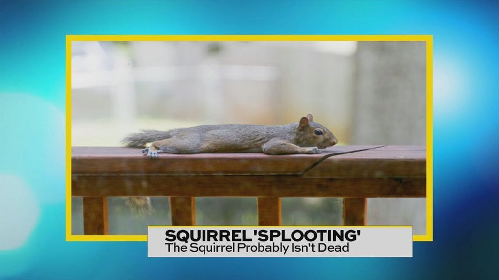 “Splooting” is when squirrels lay spread-eagle, face down with all four paws on a cool surface to help lower their body temperatures.
