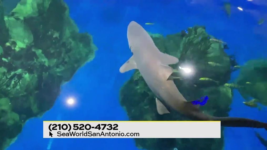 Ultimate Shark Experience at SeaWorld