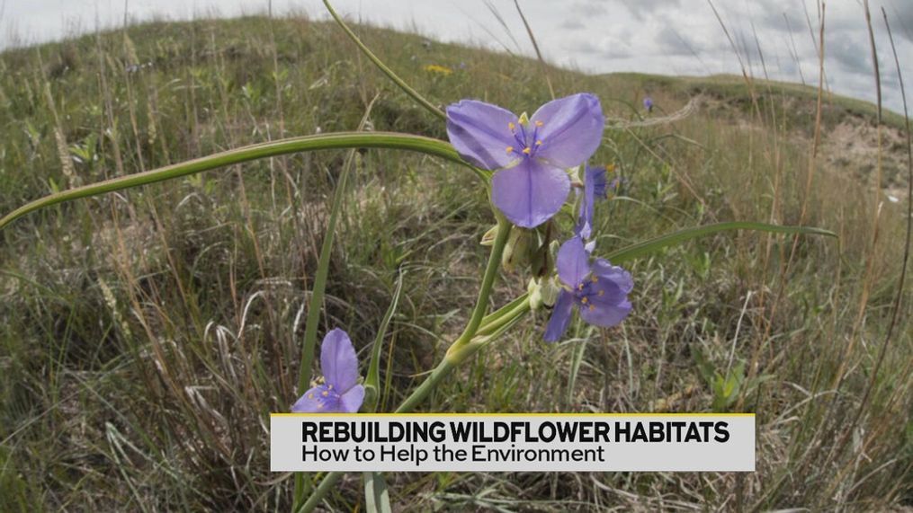 The northern great plains have lost many of their wildflowers. 