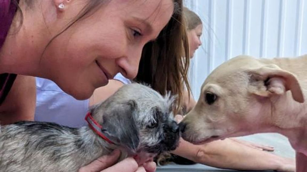 Puppy yoga brings playful poses and adorable dogs, more sessions to come in the fall (NBC Newschannel)