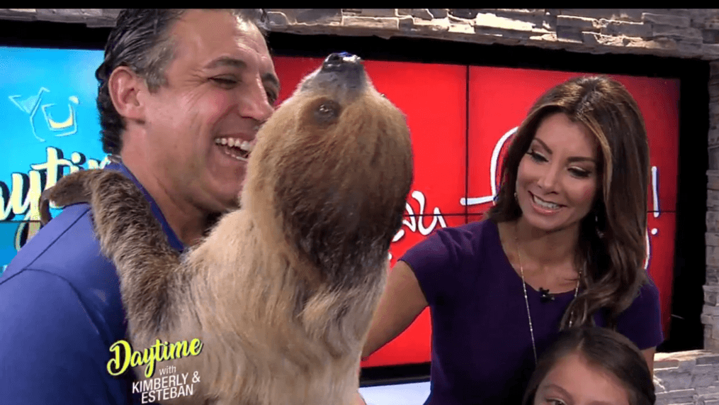 Daytime- Meet Sienna the sloth