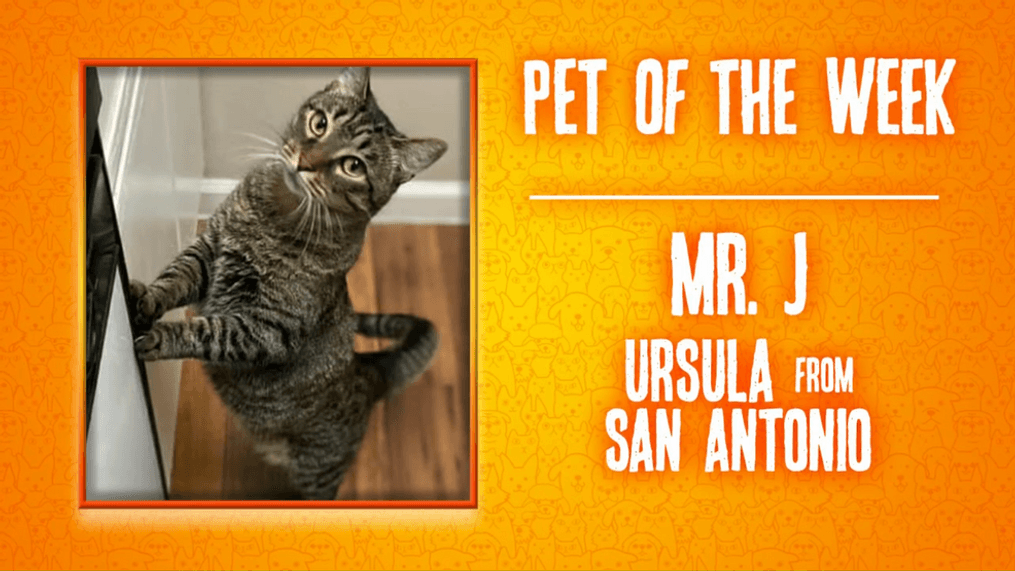 Pet of the Week: Mr. J