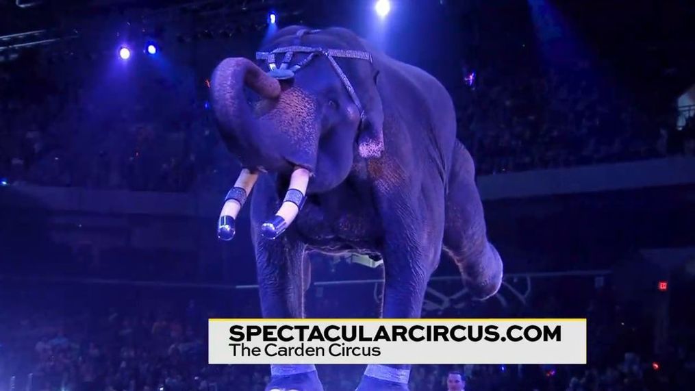Carden Circus this Weekend at the Freeman Coliseum