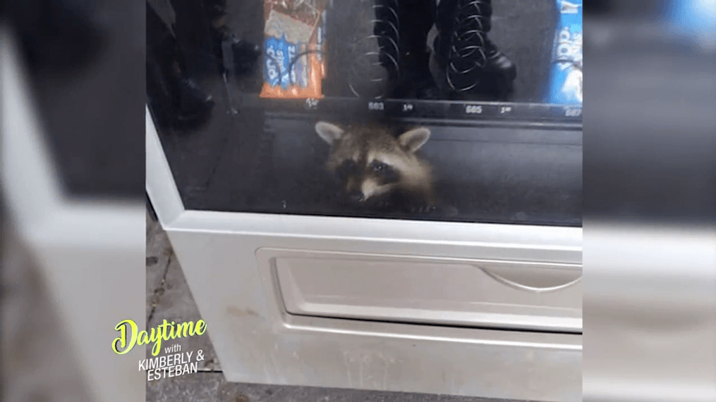 DAYTIME- Bandit caught in Vending Machine  