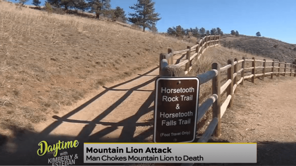 Daytime-Mountain lion attack 