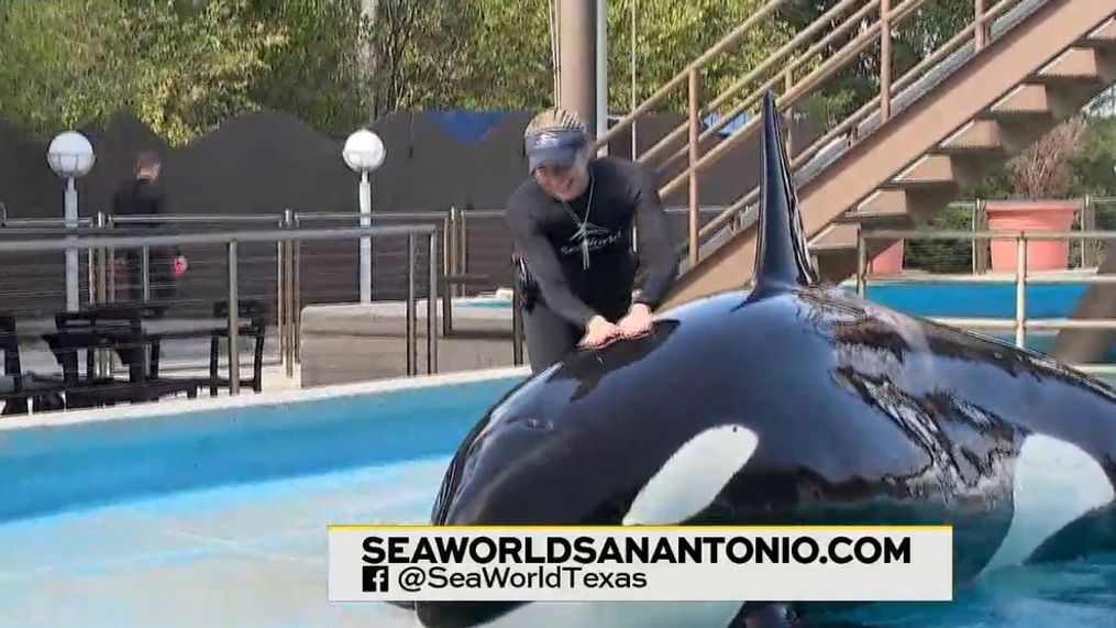 Orcas at SeaWorld