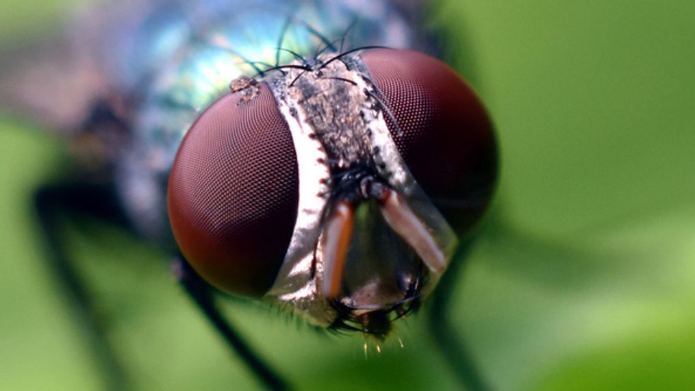  In Texas, we have approximately 5,100 species of flies. (Getty Images)