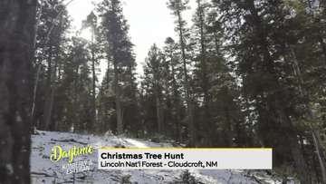 Image for story: The perfect Christmas tree 