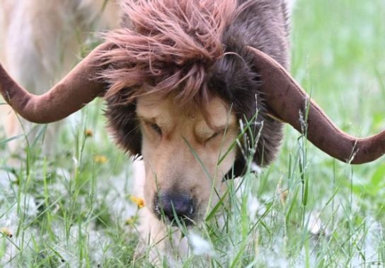 Image for story: Fur-ightful Fun: Halloween costume ideas for your pets