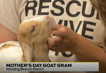 Image for story: Mother's Day Goat Gram