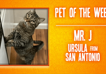 Image for story: Pet of the Week: Mr. J