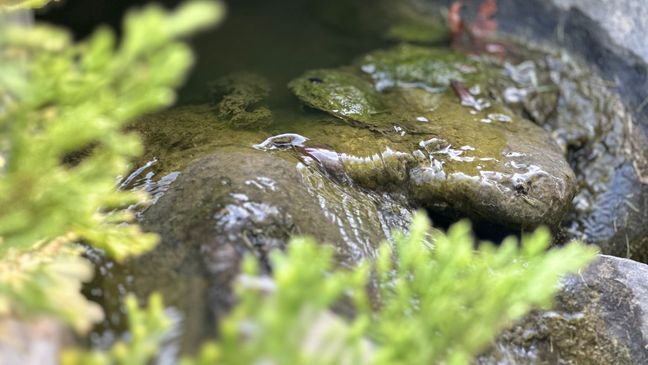 San Antonio's gift from Japan: The tale of the tranquil Kumamoto En garden (SBG/ Emilio Sanchez)