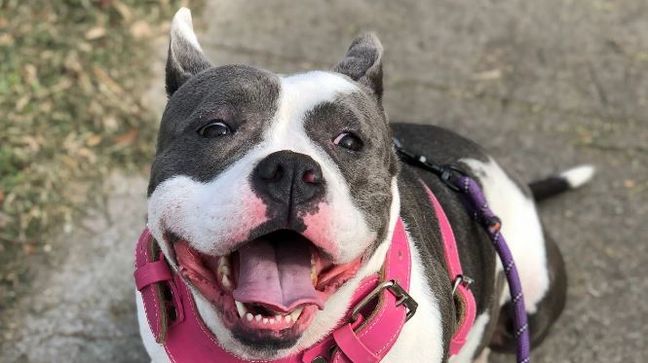 Vixen is a pitbull. She loves her snacks! She loves any stuffed animal and barbies. When we go on walks, she usually walks us because she’s so strong lol! (PHOTO: Michelle Lascano)