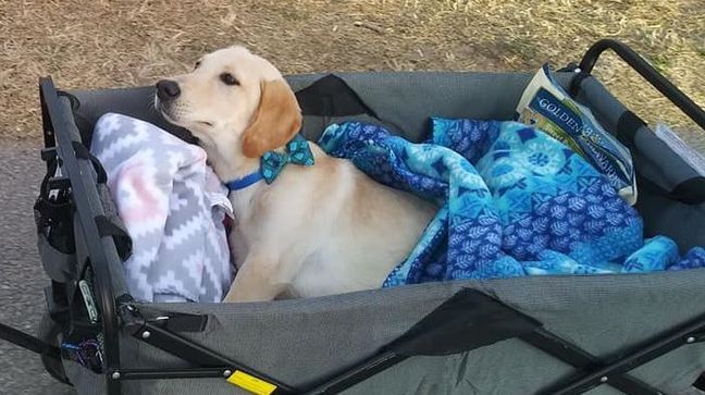 Marley the Lab. (Courtesy: Mutt Love Dog Rescue)