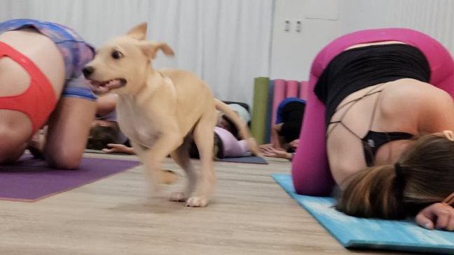 Puppy yoga brings playful poses and adorable dogs, more sessions to come in the fall (NBC Newschannel)